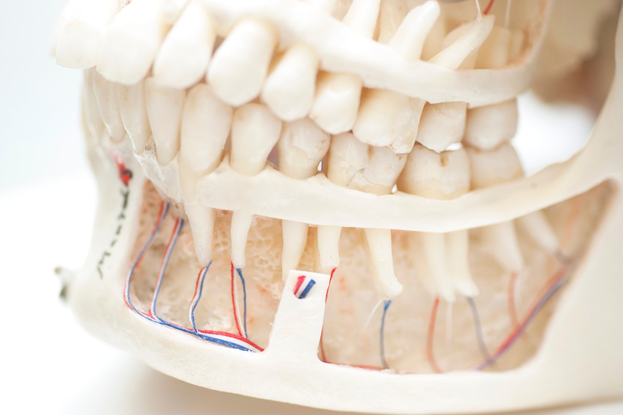 jaw maxilla - menschlicher Kiefer