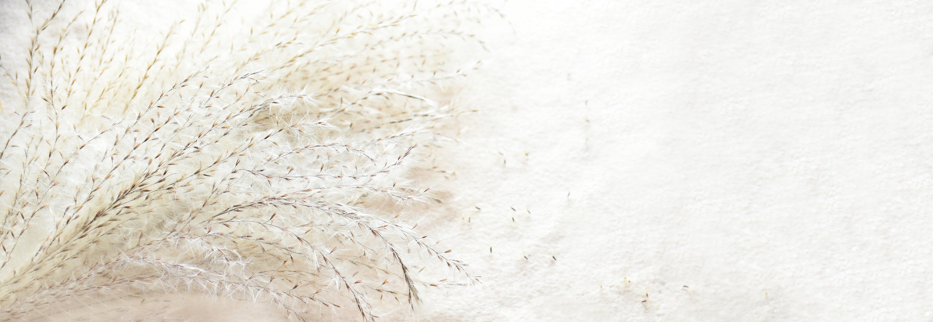 Bouquet of Miscanthus sinensis (Chinese silver grass) on beige background. Panoramic background with copy space